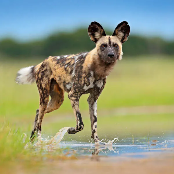 Dimension Nails - African Savanna - African Wild Dog