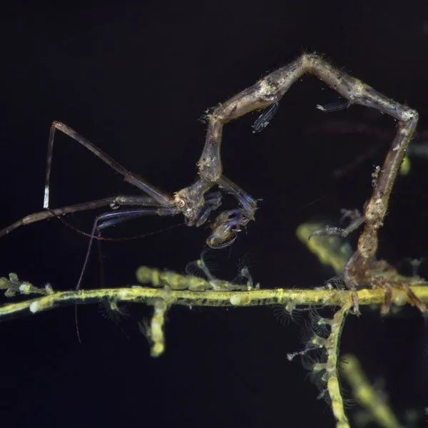Dimension Nails - Eerie Night - Skeleton Shrimp