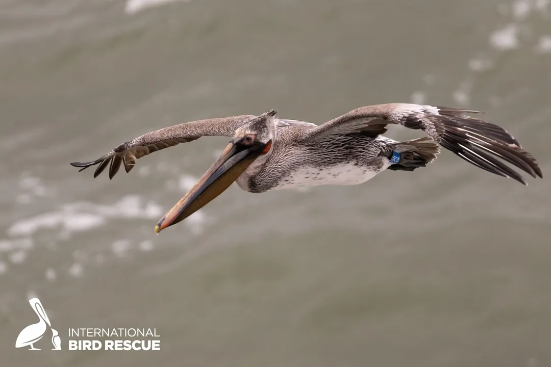 Dimension Nails - International Bird Rescue - Blue-Banded Pelican
