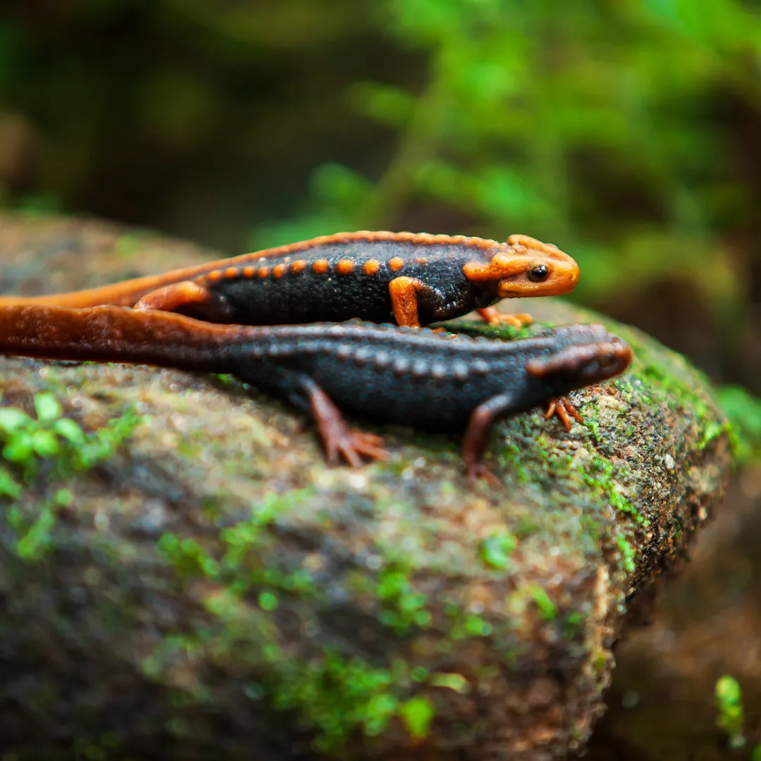 Dimension Nails - Terai-Duar Savanna - Himalayan Newt