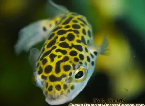 GREEN SPOTTED PUFFER (Tetraodon nigroviridis) 2404